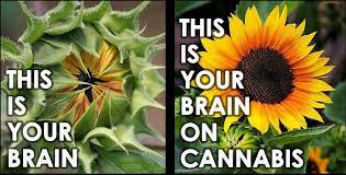 Cannabis makes you more creative(?)
